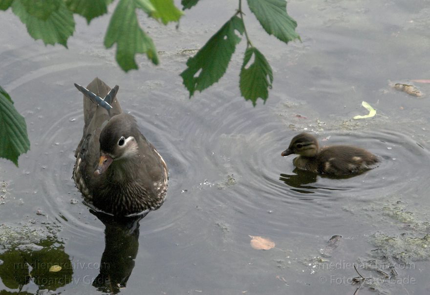 Vogel. Schwimmende Enten
1. 6. 2009. Berlin. Mitte. Wedding. Plötzensee. Fauna. Tiere. Vogel. Schwimmende Enten. Küken
Schlüsselwörter: Berlin;birds;Enten;Fauna;KÃ¼ken;Tiere;Vogel;VÃ¶gel;Wedding;2009;Mitte;Plötzensee