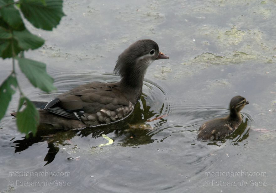 Vogel. Schwimmende Enten
1. 6. 2009. Berlin. Mitte. Wedding. Plötzensee. Fauna. Tiere. Vogel. Schwimmende Enten. Küken
Schlüsselwörter: Berlin;birds;Enten;Fauna;KÃ¼ken;Tiere;Vogel;VÃ¶gel;Wedding;2009;Mitte;Plötzensee