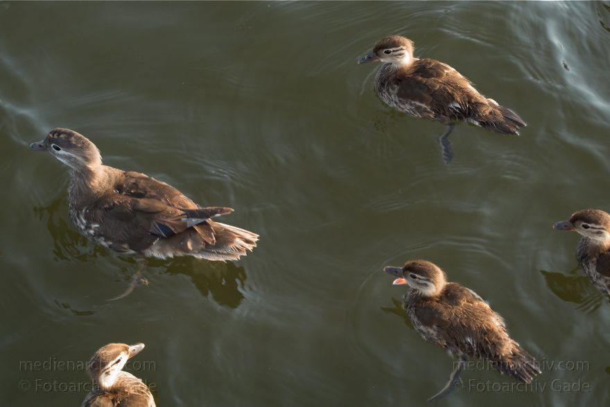 Berlin. Havel bei der Pfaueninsel. Fauna Tiere. Vogel Vögel. Ente mit Küken
12. 7. 2011. Berlin. Havel bei der Pfaueninsel. Fauna Tiere. Vogel Vögel. Ente mit Küken. Enten. Wasservogel Wasservögel
Schlüsselwörter: Berlin;birds;Enten;Fauna;Küken;Tiere;Vogel;Vögel;2011