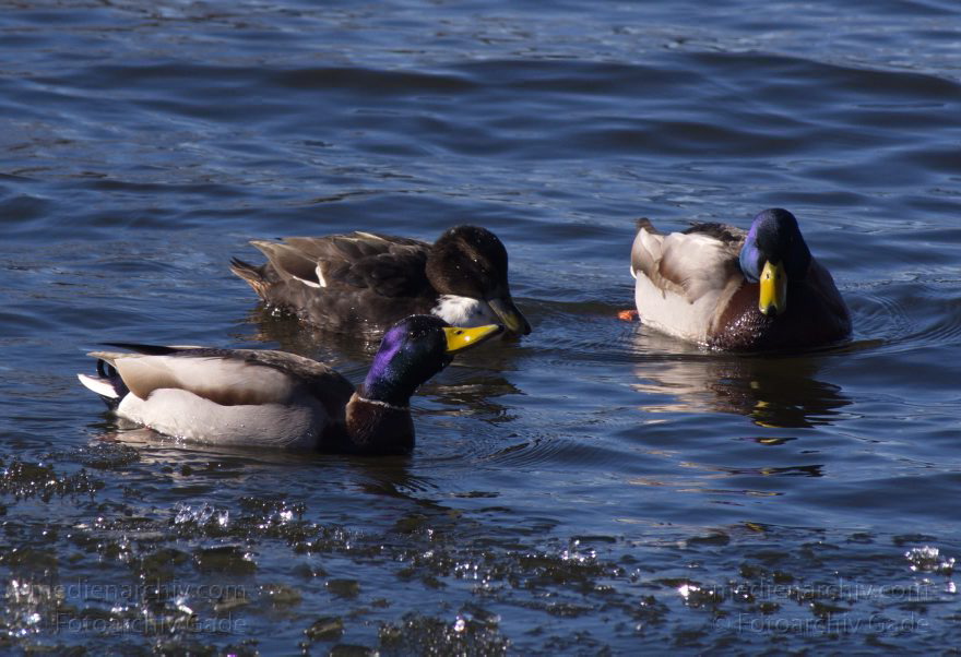 Vogel. Schwimmende Enten. Winter. Eis
26. 2. 2012. Berlin. Berlin-Spandauer-Schifffahrtskanal. Fauna. Tiere. Vogel. Schwimmende Enten. Winter. Eis
Schlüsselwörter: Berlin;Berlin-Spandauer Schifffahrtskanal;birds;Eis;Fauna;Tegel;Tiere;Vogel;2012;Winter;Vögel