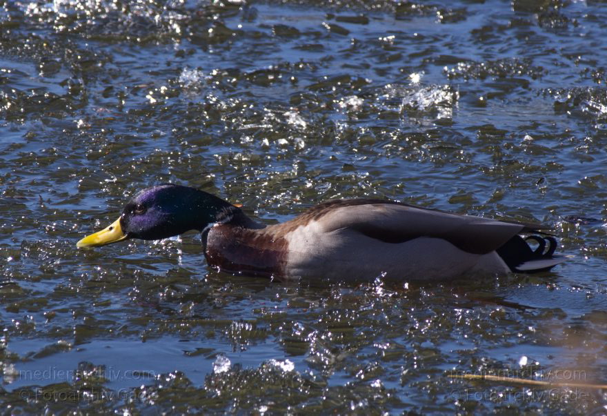 Vogel. Schwimmende Enten. Winter. Eis
26. 2. 2012. Berlin. Berlin-Spandauer-Schifffahrtskanal. Fauna. Tiere. Vogel. Schwimmende Enten. Winter. Eis
Schlüsselwörter: Berlin;Berlin-Spandauer Schifffahrtskanal;birds;Eis;Fauna;Tegel;Tiere;Vogel;2012;Winter;Vögel