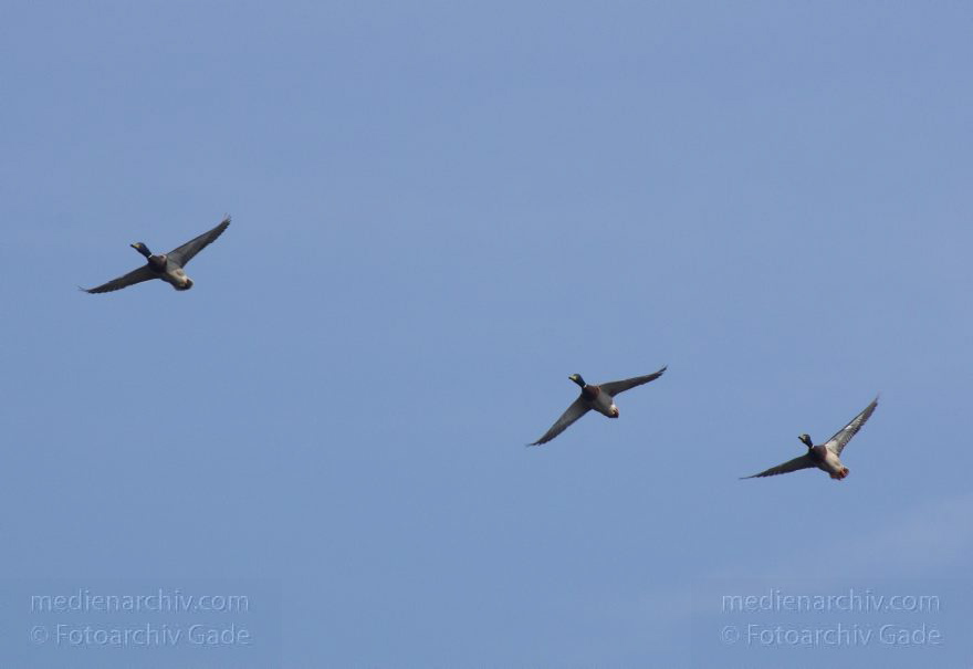 Brandenburg. Linum. Drei fliegende Stockenten
20. 4. 2013. Brandenburg. Linum. Fauna. Tiere. Vogel. Vögel. Drei fliegende Stockenten (Anas platyrhynchos) Erpel
Schlüsselwörter: Anas platyrhynchos;birds;Brandenburg;Erpel;Fauna;fliegen;Linum;Stockenten;Tiere;Vogel;Vögel;2013