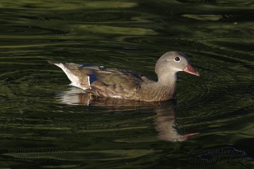 Vogel. Ente
3. 12. 2015. Berlin. Tegeler See. Fauna. Tier. Vogel. Ente
Schlüsselwörter: 2015;Berlin;Ente;Fauna;Tier;Vogel