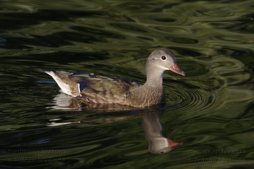 Vogel. Ente
3. 12. 2015. Berlin. Tegeler See. Fauna. Tier. Vogel. Ente
Schlüsselwörter: 2015;Berlin;Ente;Fauna;Tier;Vogel