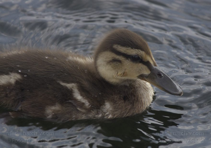 Ente mit KÃ¼ken
26. 7. 2013. Berlin. Tegeler See. Fauna. Tiere. Vogel. Vögel. Ente. Küken
Schlüsselwörter: Berlin;Ente;Fauna;KÃ¼ken;Tegeler See;Vogel;2013;Vögel