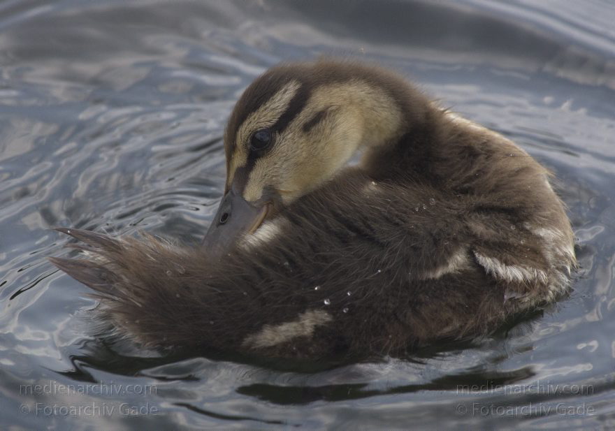 Ente mit KÃ¼ken
26. 7. 2013. Berlin. Tegeler See. Fauna. Tiere. Vogel. Vögel. Ente. Küken
Schlüsselwörter: Berlin;Ente;Fauna;KÃ¼ken;Tegeler See;Vogel;2013;Vögel