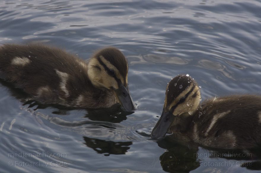 Ente mit Küken
26. 7. 2013. Berlin. Tegeler See. Fauna. Tiere. Vogel. Vögel. Ente. Küken
Schlüsselwörter: Berlin;Ente;Fauna;Küken;Tegeler See;Vogel;2013;Vögel