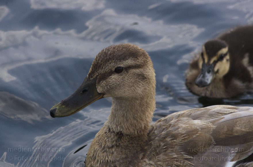 Ente mit Küken
26. 7. 2013. Berlin. Tegeler See. Fauna. Tiere. Vogel. Vögel. Ente. Küken
Schlüsselwörter: Berlin;Ente;Fauna;Küken;Tegeler See;Vogel;2013;Vögel