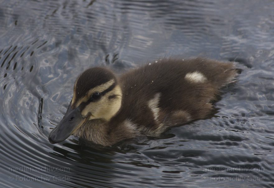 Ente mit Küken
26. 7. 2013. Berlin. Tegeler See. Fauna. Tiere. Vogel. Vögel. Ente. Küken
Schlüsselwörter: Berlin;Ente;Fauna;Küken;Tegeler See;Vogel;2013;Vögel