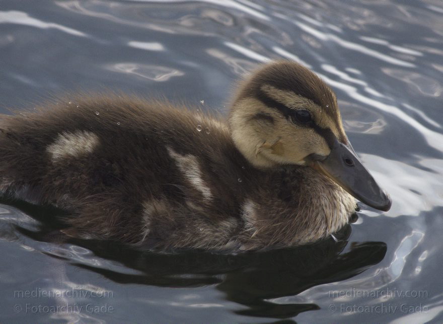 Ente mit Küken
26. 7. 2013. Berlin. Tegeler See. Fauna. Tiere. Vogel. Vögel. Ente. Küken
Schlüsselwörter: Berlin;Ente;Fauna;Küken;Tegeler See;Vogel;2013;Vögel
