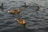 Dateiname=Vogel-20080808-30.jpg
Dateigröße=236KB
Abmessungen: 880x591
hinzugefügt am: 06. Januar 2016 Vogel-20080808-30.jpg