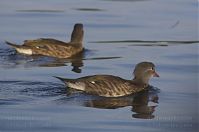 Dateiname=Vogel-Ente--20130718-106.jpg
Dateigröße=115KB
Abmessungen: 880x584
hinzugefügt am: 06. Januar 2016 Vogel-Ente--20130718-106.jpg