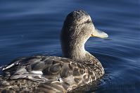 Dateiname=Vogel-Ente--20130723-326.jpg
Dateigröße=148KB
Abmessungen: 880x584
hinzugefügt am: 06. Januar 2016 Vogel-Ente--20130723-326.jpg