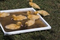 Vogel-Ente-20050619-12.jpg