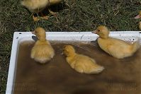Vogel-Ente-20050619-13.jpg