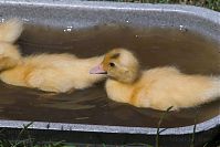 Dateiname=Vogel-Ente-20050619-14.jpg
Dateigröße=157KB
Abmessungen: 880x586
hinzugefügt am: 06. Januar 2016 Vogel-Ente-20050619-14.jpg