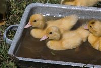 Dateiname=Vogel-Ente-20050619-15.jpg
Dateigröße=179KB
Abmessungen: 880x586
hinzugefügt am: 06. Januar 2016 Vogel-Ente-20050619-15.jpg