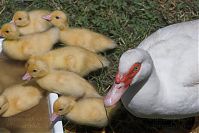 Dateiname=Vogel-Ente-20050619-18.jpg
Dateigröße=168KB
Abmessungen: 880x586
hinzugefügt am: 06. Januar 2016 Vogel-Ente-20050619-18.jpg