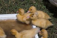 Vogel-Ente-20050619-19.jpg