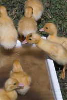 Dateiname=Vogel-Ente-20050619-20.jpg
Dateigröße=172KB
Abmessungen: 586x880
hinzugefügt am: 06. Januar 2016 Vogel-Ente-20050619-20.jpg
