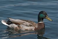 Dateiname=Vogel-Ente-20050621-18.jpg
Dateigröße=133KB
Abmessungen: 880x586
hinzugefügt am: 06. Januar 2016 Vogel-Ente-20050621-18.jpg