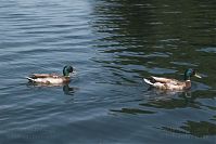 Dateiname=Vogel-Ente-20050621-20.jpg
Dateigröße=158KB
Abmessungen: 880x586
hinzugefügt am: 06. Januar 2016 Vogel-Ente-20050621-20.jpg