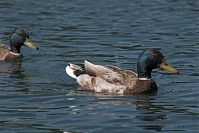 Dateiname=Vogel-Ente-20050621-27.jpg
Dateigröße=157KB
Abmessungen: 880x586
hinzugefügt am: 06. Januar 2016 Vogel-Ente-20050621-27.jpg