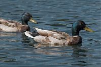 Dateiname=Vogel-Ente-20050621-28.jpg
Dateigröße=164KB
Abmessungen: 880x586
hinzugefügt am: 06. Januar 2016 Vogel-Ente-20050621-28.jpg