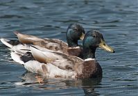 Dateiname=Vogel-Ente-20050621-29.jpg
Dateigröße=163KB
Abmessungen: 880x609
hinzugefügt am: 06. Januar 2016 Vogel-Ente-20050621-29.jpg