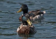 Dateiname=Vogel-Ente-20050621-32.jpg
Dateigröße=135KB
Abmessungen: 880x609
hinzugefügt am: 06. Januar 2016 Vogel-Ente-20050621-32.jpg