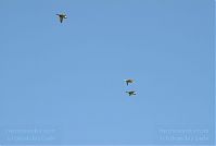 Dateiname=Vogel-Ente-20070429-01.jpg
Dateigröße=37KB
Abmessungen: 880x591
hinzugefügt am: 06. Januar 2016 Vogel-Ente-20070429-01.jpg