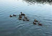 Dateiname=Vogel-Ente-20080602-11.jpg
Dateigröße=168KB
Abmessungen: 880x611
hinzugefügt am: 06. Januar 2016 Vogel-Ente-20080602-11.jpg