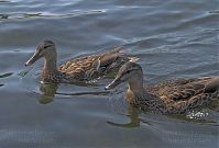 Dateiname=Vogel-Ente-20080807-20.jpg
Dateigröße=154KB
Abmessungen: 880x598
hinzugefügt am: 06. Januar 2016 Vogel-Ente-20080807-20.jpg