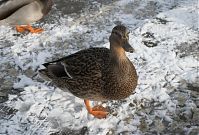 Dateiname=Vogel-Ente-20081123-13.jpg
Dateigröße=234KB
Abmessungen: 880x597
hinzugefügt am: 06. Januar 2016 Vogel-Ente-20081123-13.jpg