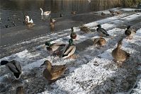 Dateiname=Vogel-Ente-20081123-15.jpg
Dateigröße=276KB
Abmessungen: 880x587
hinzugefügt am: 06. Januar 2016 Vogel-Ente-20081123-15.jpg