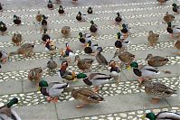 Vogel-Ente-20081129-072.jpg