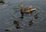 Vogel-Ente-20090502-23.jpg