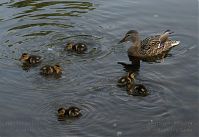 Vogel-Ente-20090502-24.jpg