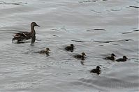 Vogel-Ente-20090509-04.jpg