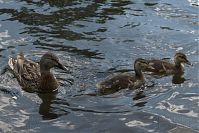 Vogel-Ente-20090523-10.jpg