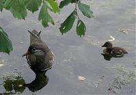 Vogel-Ente-20090601-25.jpg