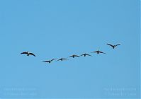 Vogel-Ente-20090926-054.jpg