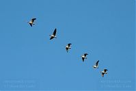 Vogel-Ente-20090926-055.jpg