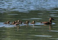 Dateiname=Vogel-Ente-20100627-20.jpg
Dateigröße=162KB
Abmessungen: 880x618
hinzugefügt am: 06. Januar 2016 Vogel-Ente-20100627-20.jpg