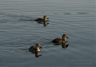 Dateiname=Vogel-Ente-20100629-23.jpg
Dateigröße=96KB
Abmessungen: 880x611
hinzugefügt am: 06. Januar 2016 Vogel-Ente-20100629-23.jpg