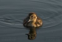 Dateiname=Vogel-Ente-20100629-24.jpg
Dateigröße=97KB
Abmessungen: 880x606
hinzugefügt am: 06. Januar 2016 Vogel-Ente-20100629-24.jpg