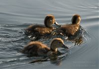 Dateiname=Vogel-Ente-20100629-29.jpg
Dateigröße=147KB
Abmessungen: 880x615
hinzugefügt am: 06. Januar 2016 Vogel-Ente-20100629-29.jpg