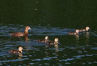 Dateiname=Vogel-Ente-20100702-22.jpg
Dateigröße=171KB
Abmessungen: 880x599
hinzugefügt am: 06. Januar 2016 Vogel-Ente-20100702-22.jpg