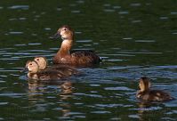 Dateiname=Vogel-Ente-20100702-24.jpg
Dateigröße=155KB
Abmessungen: 880x602
hinzugefügt am: 06. Januar 2016 Vogel-Ente-20100702-24.jpg