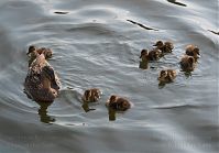 Dateiname=Vogel-Ente-20110712-19.jpg
Dateigröße=148KB
Abmessungen: 880x612
hinzugefügt am: 06. Januar 2016 Vogel-Ente-20110712-19.jpg